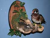 Wood Duck Pair